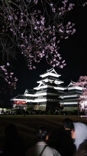 松本城の桜が開花しました♪